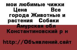 мои любимые чижки › Цена ­ 15 000 - Все города Животные и растения » Собаки   . Амурская обл.,Константиновский р-н